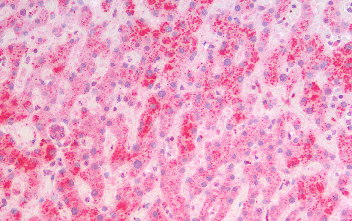 MSI2/musashi-2 Antibody