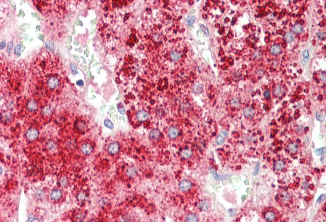 Goat anti-APOD Antibody