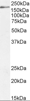 DSCAM Antibody