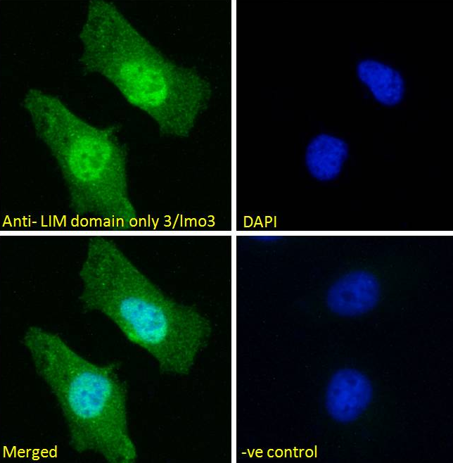 LIM domain only 3/lmo3 Antibody