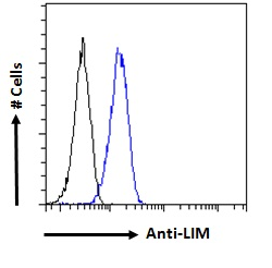 LIM domain only 3/lmo3 Antibody