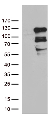 CWC27 Antibody