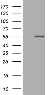 CWC27 Antibody