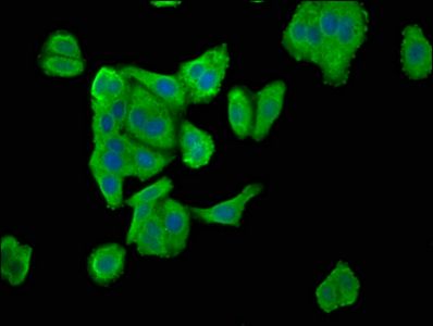 ENTR1 Antibody