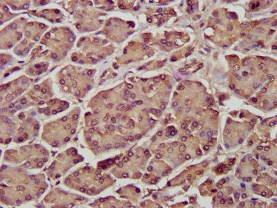 ENTR1 Antibody