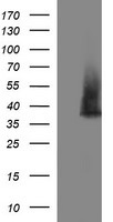 SDSL Antibody