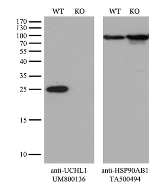 SEC11A Antibody