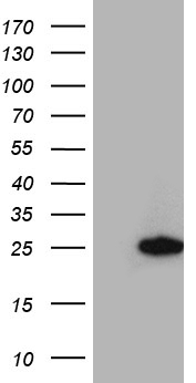 SEC11A Antibody