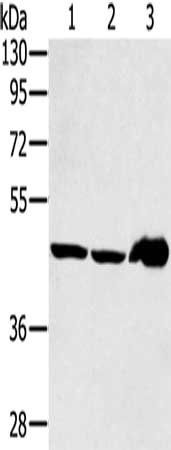 SEC14L2 Antibody