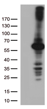 SEC23B Antibody