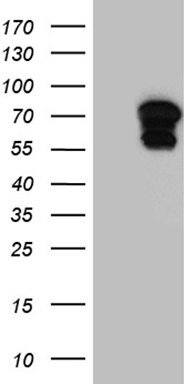 SEC23B Antibody