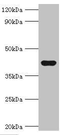 SELENOP Antibody