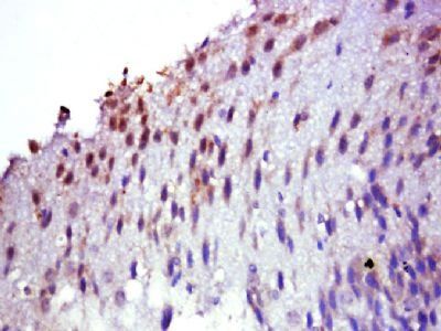 Selenoprotein M Rabbit Polyclonal Antibody