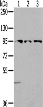 SEMA6A Antibody