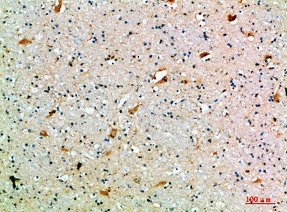 SEMA7A Antibody