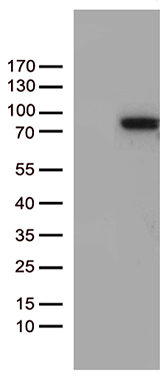 SEMA3D Antibody