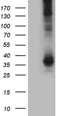 SEMA3D Antibody