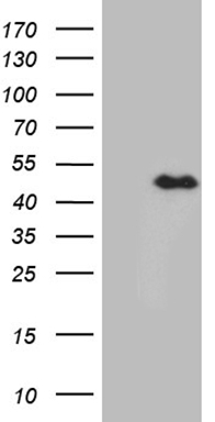 SEMA4D Antibody