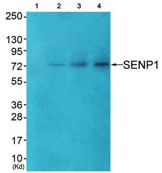 SENP1 Antibody