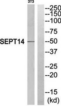 SEPT14 Antibody
