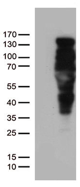 SEP3 Antibody