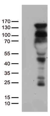 SEP3 Antibody