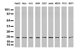 SEP3 Antibody