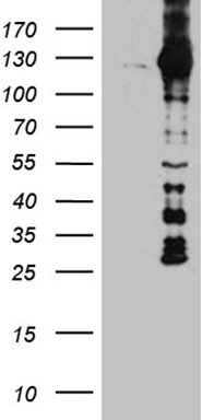 Septin 3 Antibody