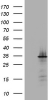 SEPTIN1 Antibody