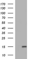 SERBP1 Antibody