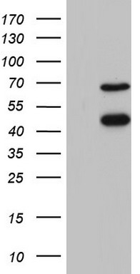 SERBP1 Antibody