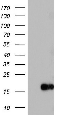 SERBP1 Antibody