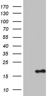 SERBP1 Antibody