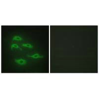 SERINC3 Antibody