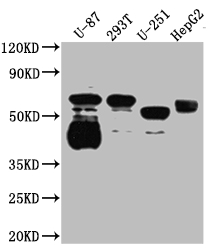 SLC6A4 Antibody