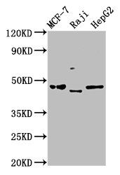 SERPINA11 Antibody