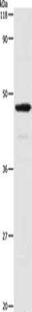 SERPINA3 Antibody