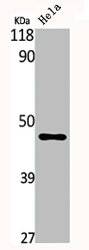 SERPINA5 Antibody