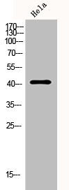 SERPINA5 Antibody
