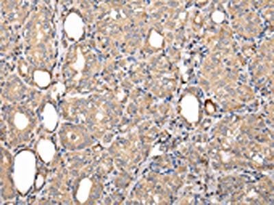 SERPINA7 Antibody