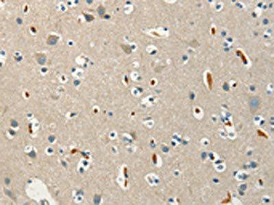 SERPINA9 Antibody