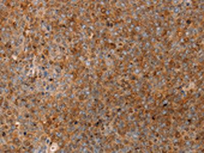 SERPINB2 Antibody