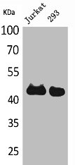 SERPINB3 Antibody