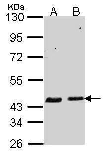 SERPINB6 Rabbit Polyclonal Antibody