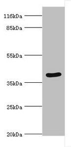 SERPINB8 Antibody