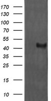 SERPINE2 Antibody