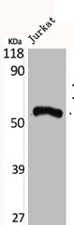 SERPING1 Antibody