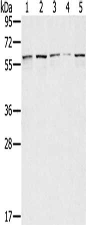 SESN1 Antibody