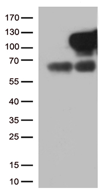 SETD7 Antibody