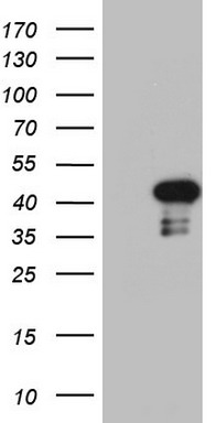 SF3A1 Antibody